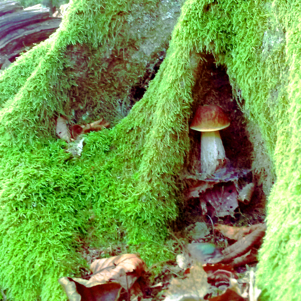 mushroom in the tree